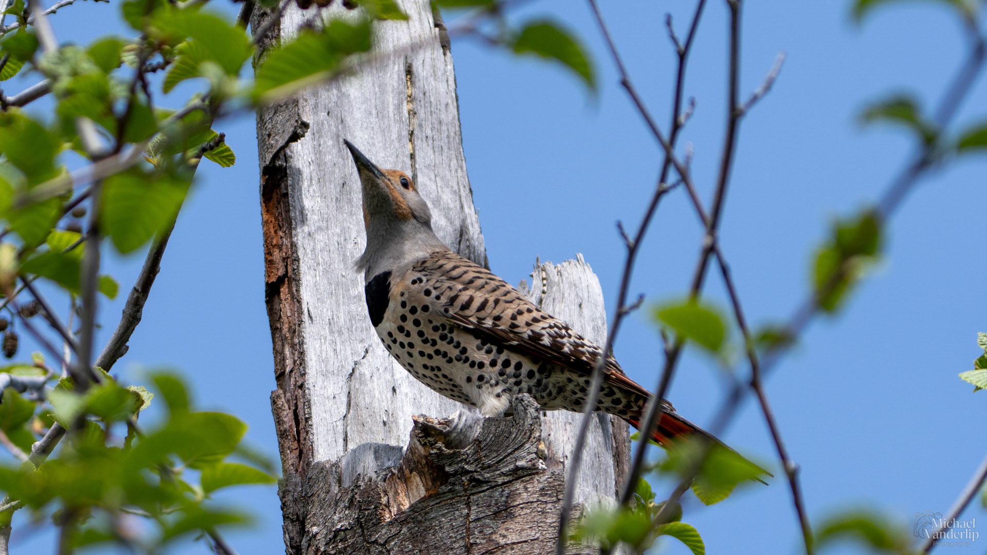 Northern Flicker along the Bear Creek Greenway near Talent, Oregon.