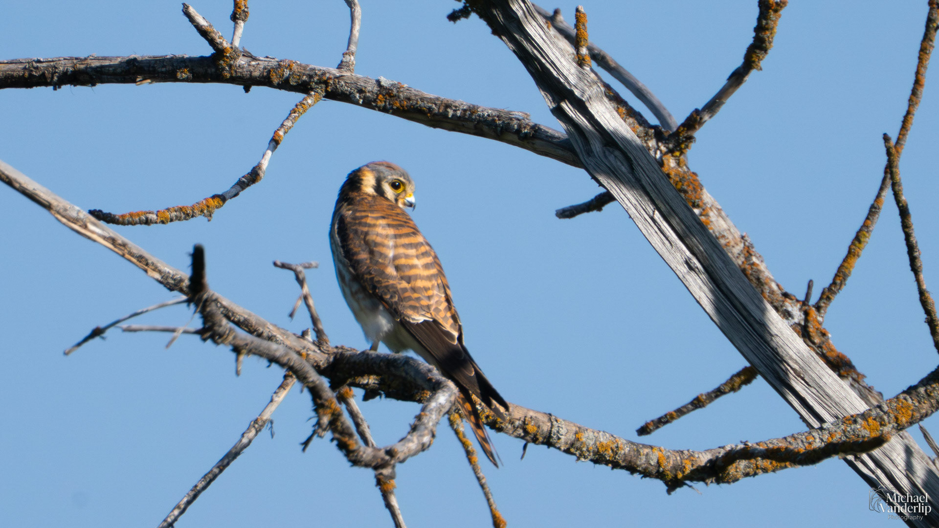 American Kestrel along the Bear Creek Greenway near Talent, Oregon.