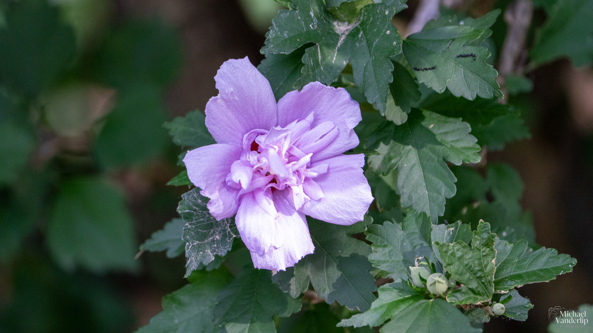 Rose of Sharon in Broken Arrow, Oklahoma.