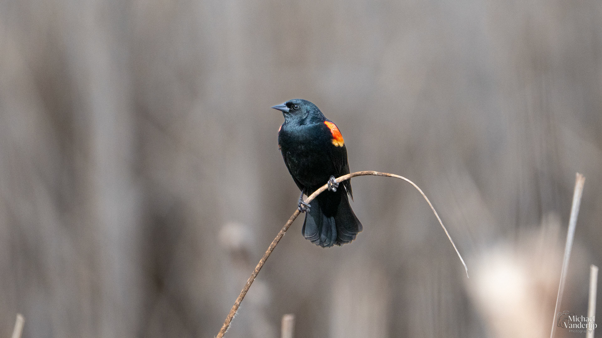 Red Winged Black Bird along the Bear Creek Greenway near Talent, Oregon.