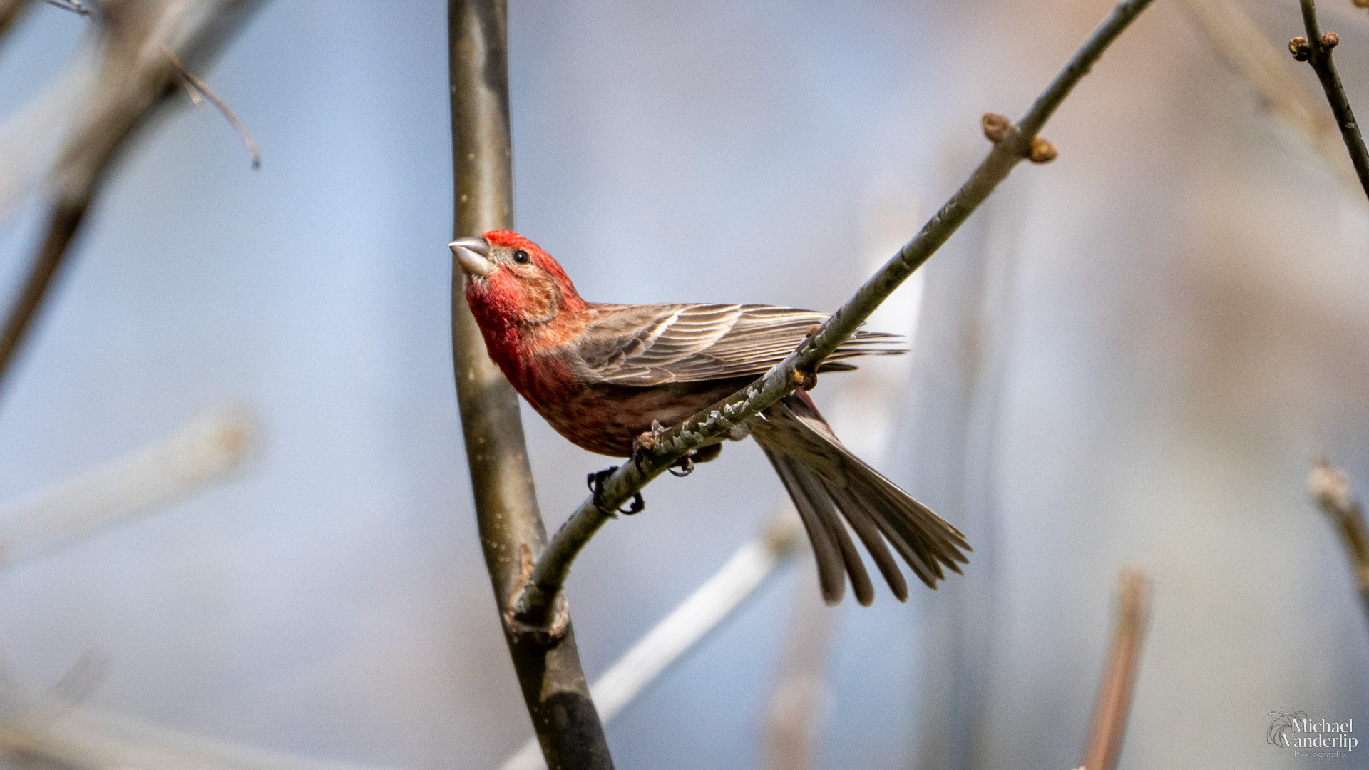 House Finch along the Bear Creek Greenway near Talent, Oregon.