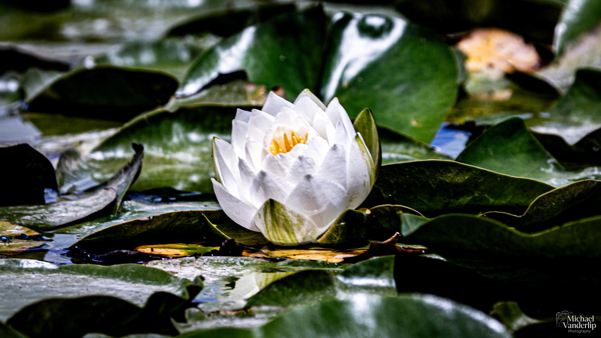 White Water Lily along the Bear Creek Greenway near Talent, Oregon.