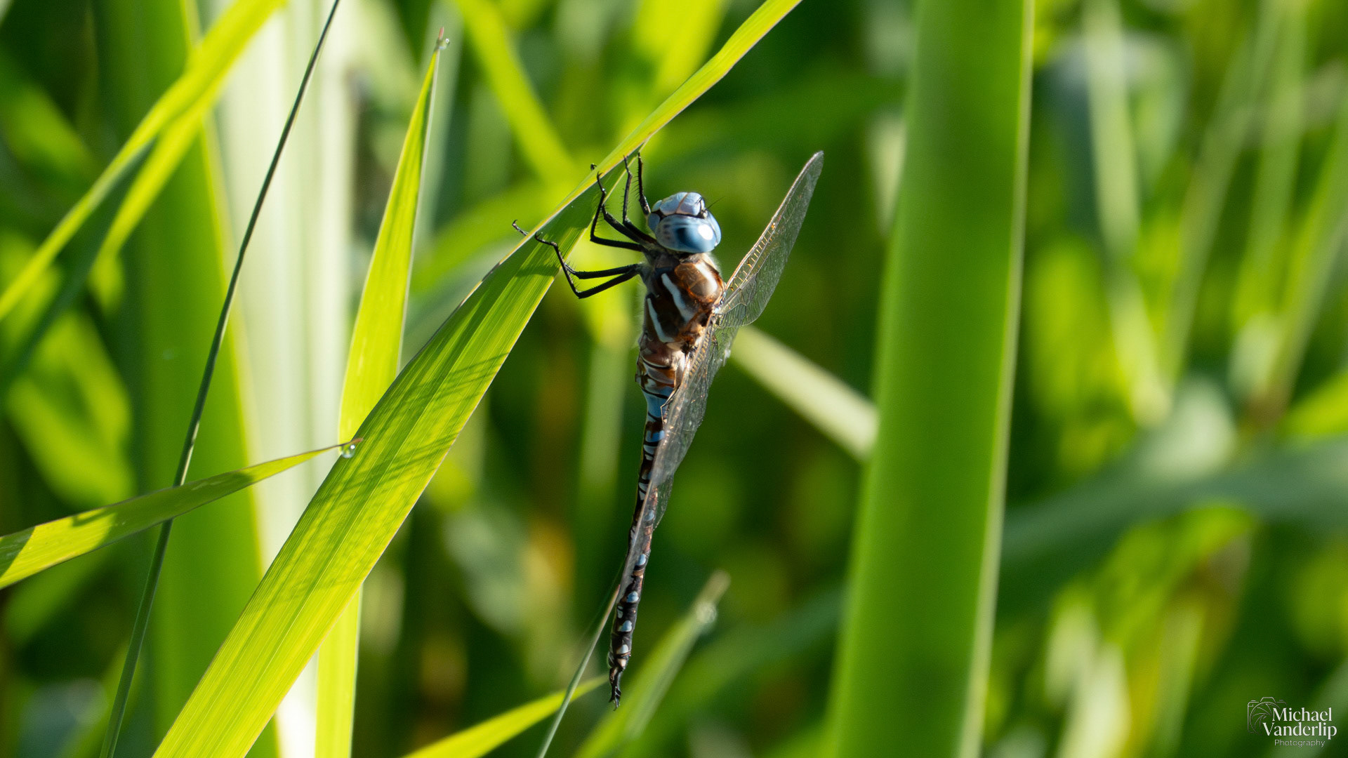 Blue-Eyed Darner Dragonfly along the Bear Creek Greenway near Talent, Oregon.