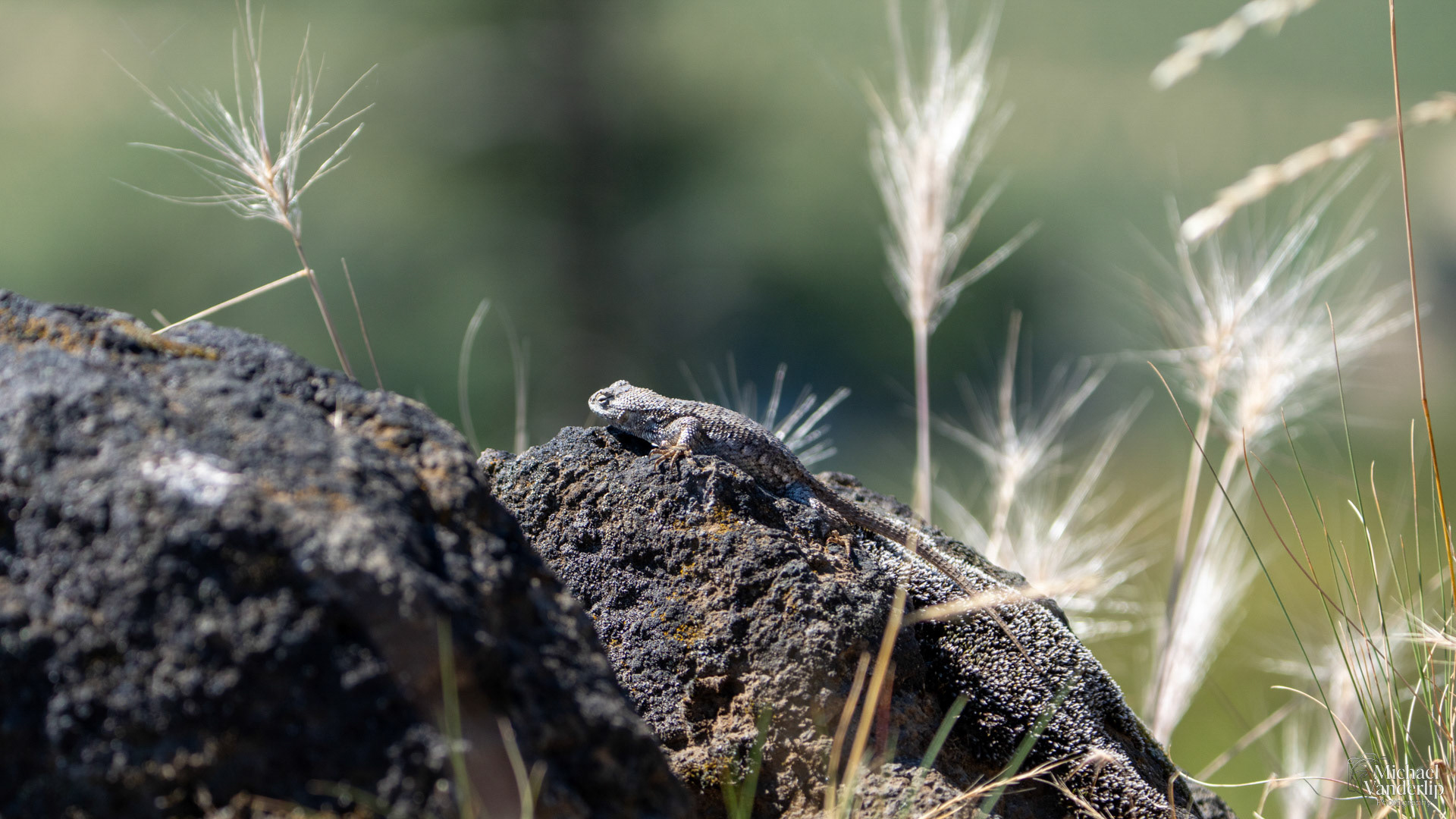 Western Fence Lizard along the Upper Table Rock Trail, Central Point, Oregon.