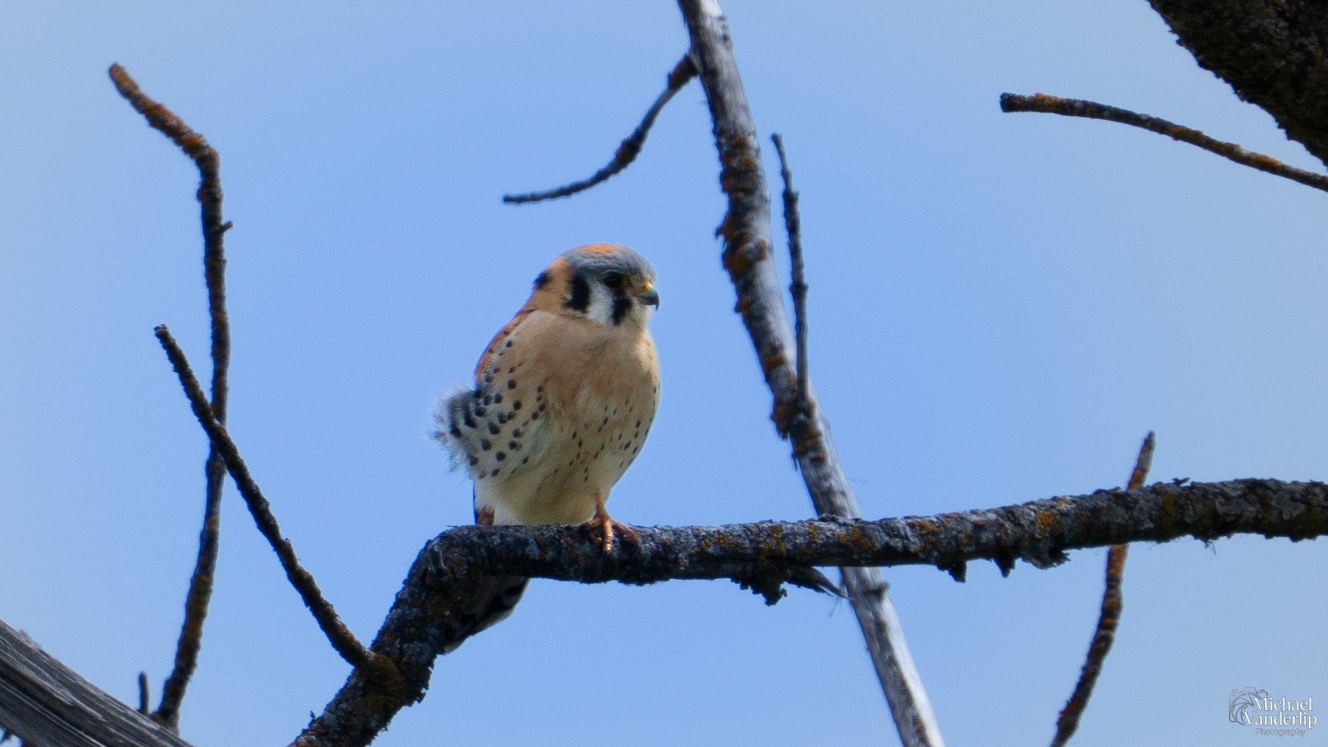 American Kestrel along the Bear Creek Greenway near Talent, Oregon.