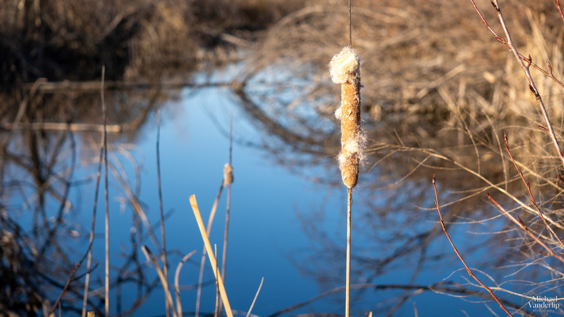 Cattail along the Bear Creek Greenway near Talent, Oregon.