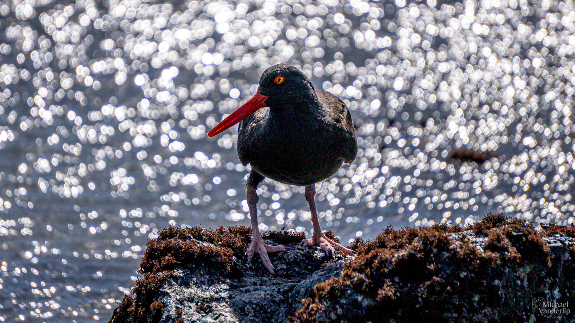 Black Oystercatcher on Harris Beach, Brookings, Oregon.