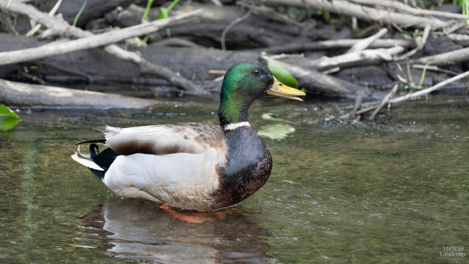 Mallard Duck along the Bear Creek Greenway near Talent, Oregon.