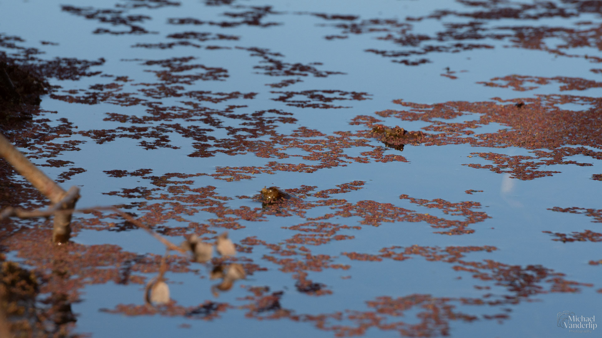 Red Water Fern (Azolla) in a pond along the Bear Creek Greenway near Talent, Oregon.