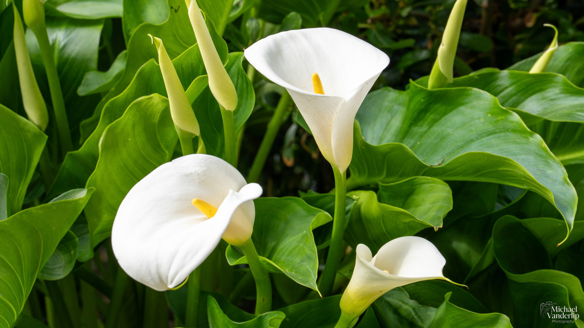 Calla Lily in Talent, Oregon.