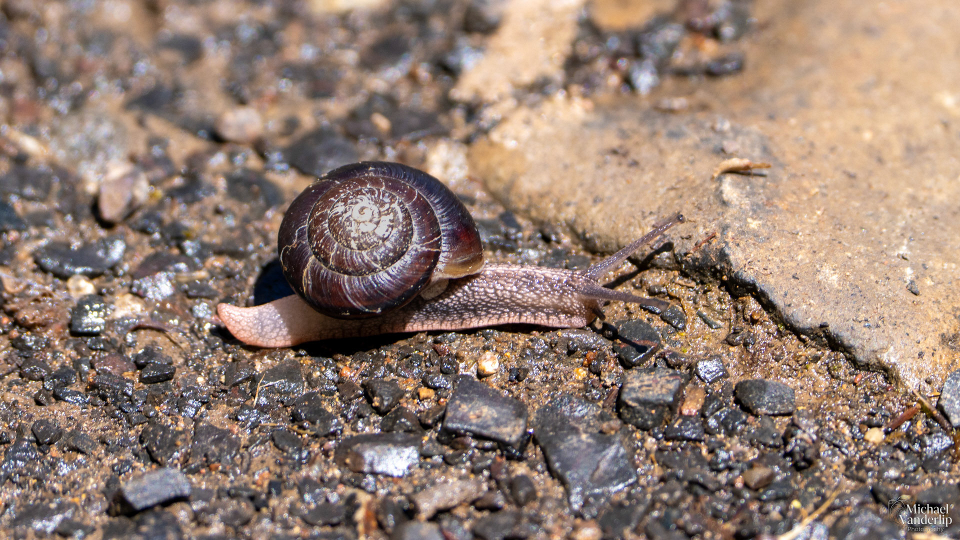 Shoulderband Snail along the Lower Table Rock Trail, Central Point, Oregon.