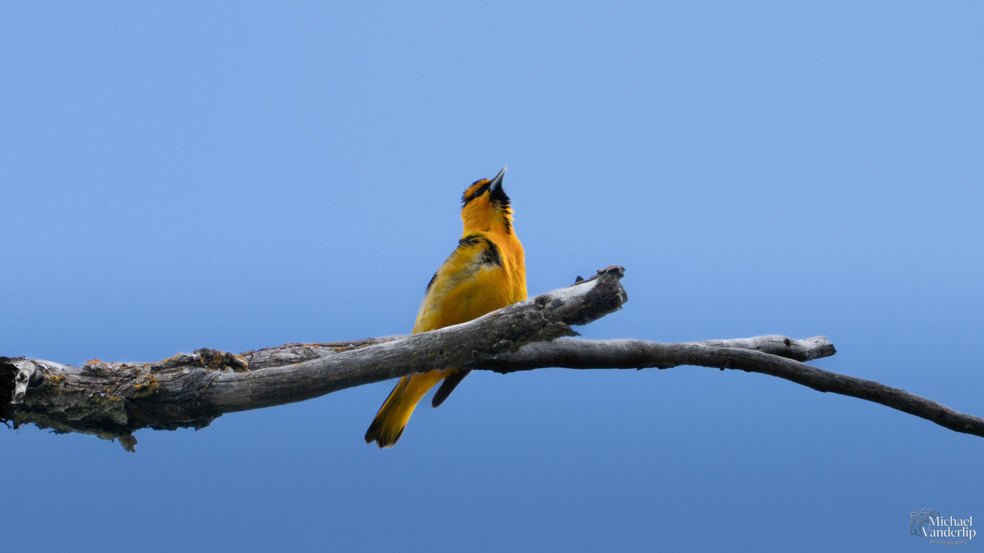 Bullock's Oriole along the Bear Creek Greenway near Talent, Oregon.