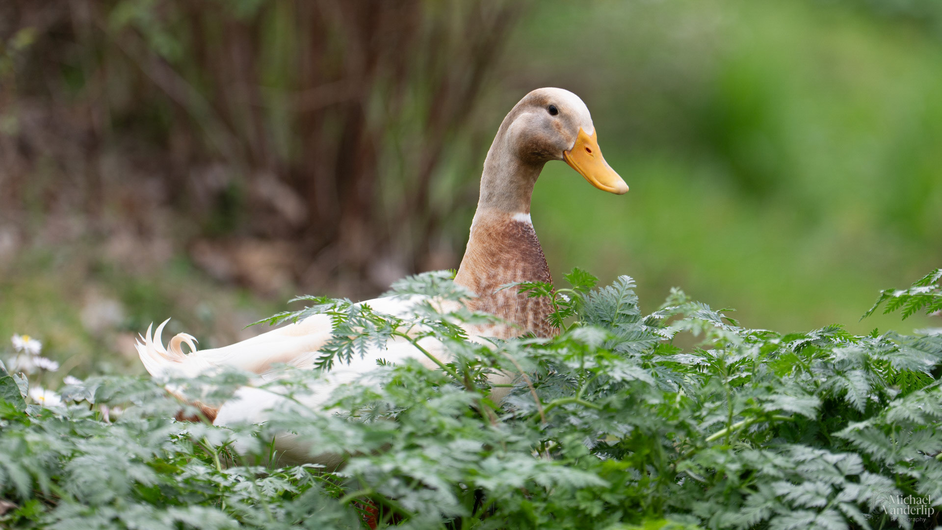Domestic Goose on the loose in Riverside Park, Grant Pass, Oregon.