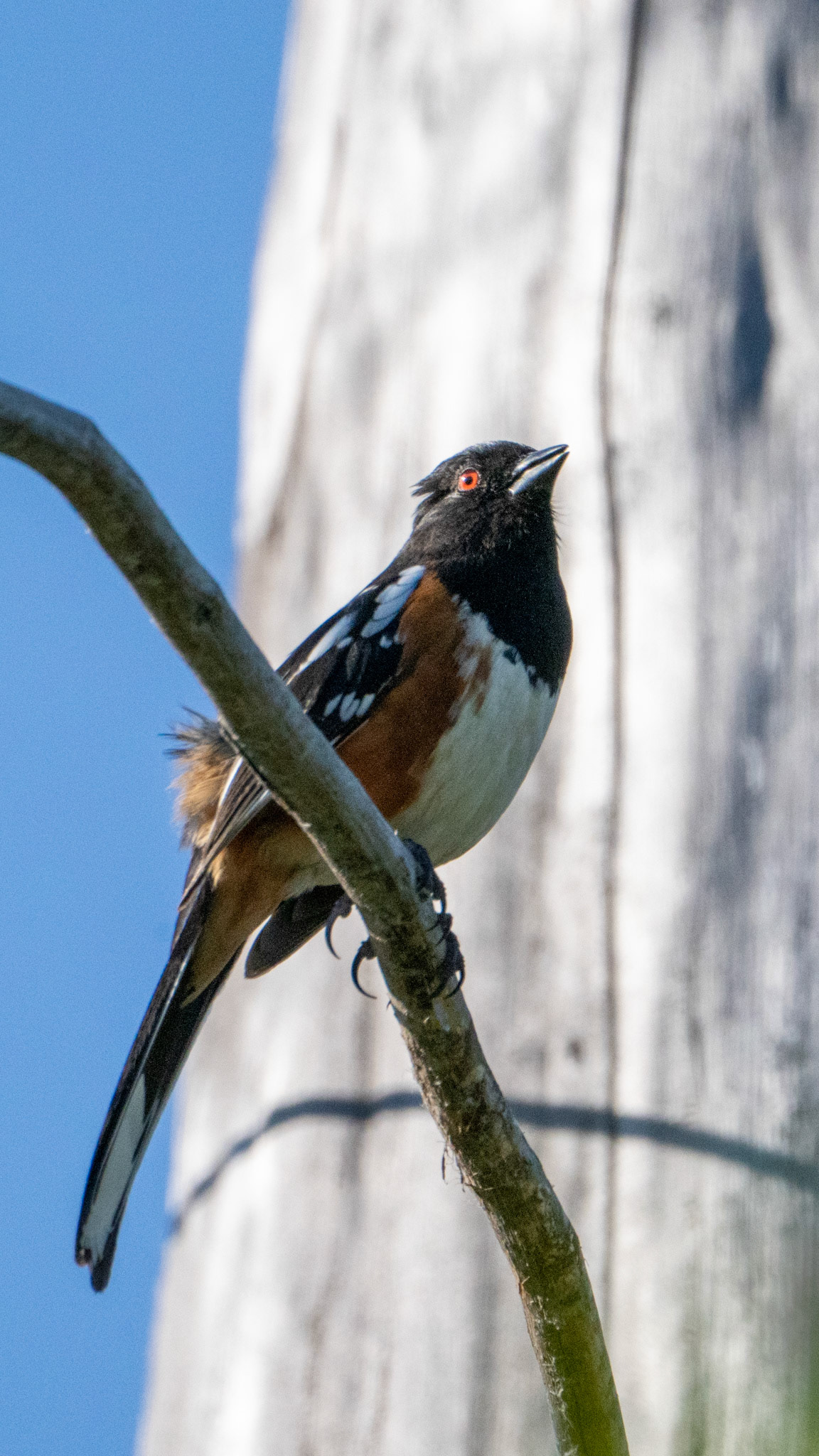 Spotted Towhee along the Bear Creek Greenway near Talent, Oregon.