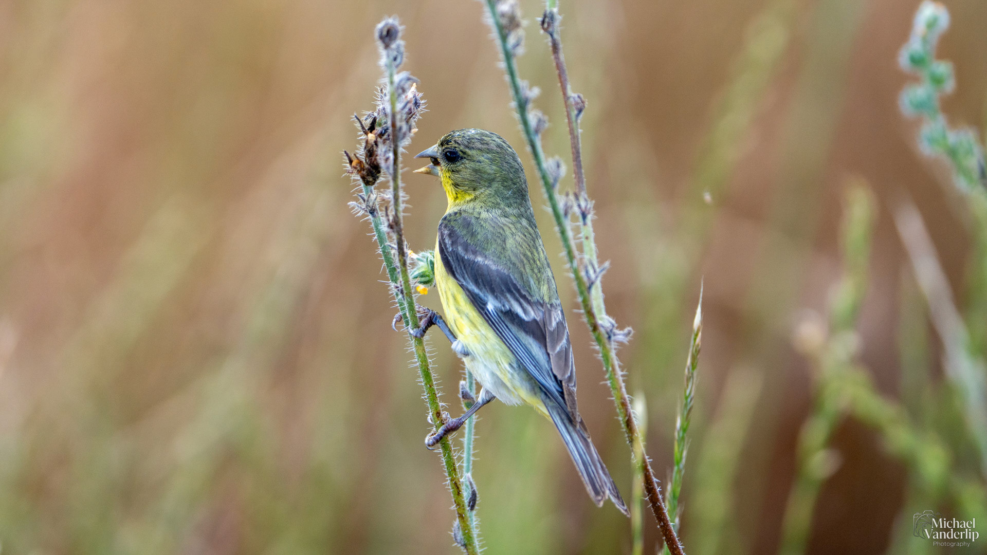 Lesser Goldfinch along the Lower Table Rock Trail, Central Point, Oregon.