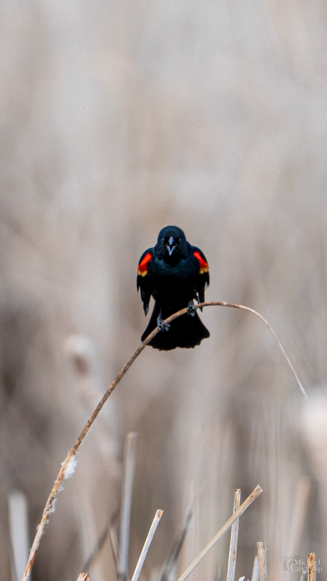 Red Winged Black Bird along the Bear Creek Greenway near Talent, Oregon.