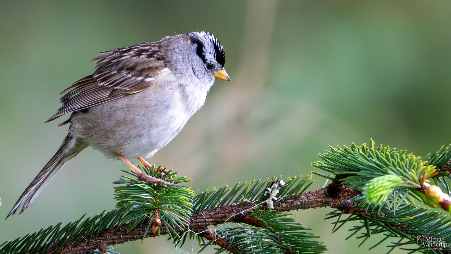 White-Crowned Sparrow along the coast near Lincoln CIty, Oregon.
