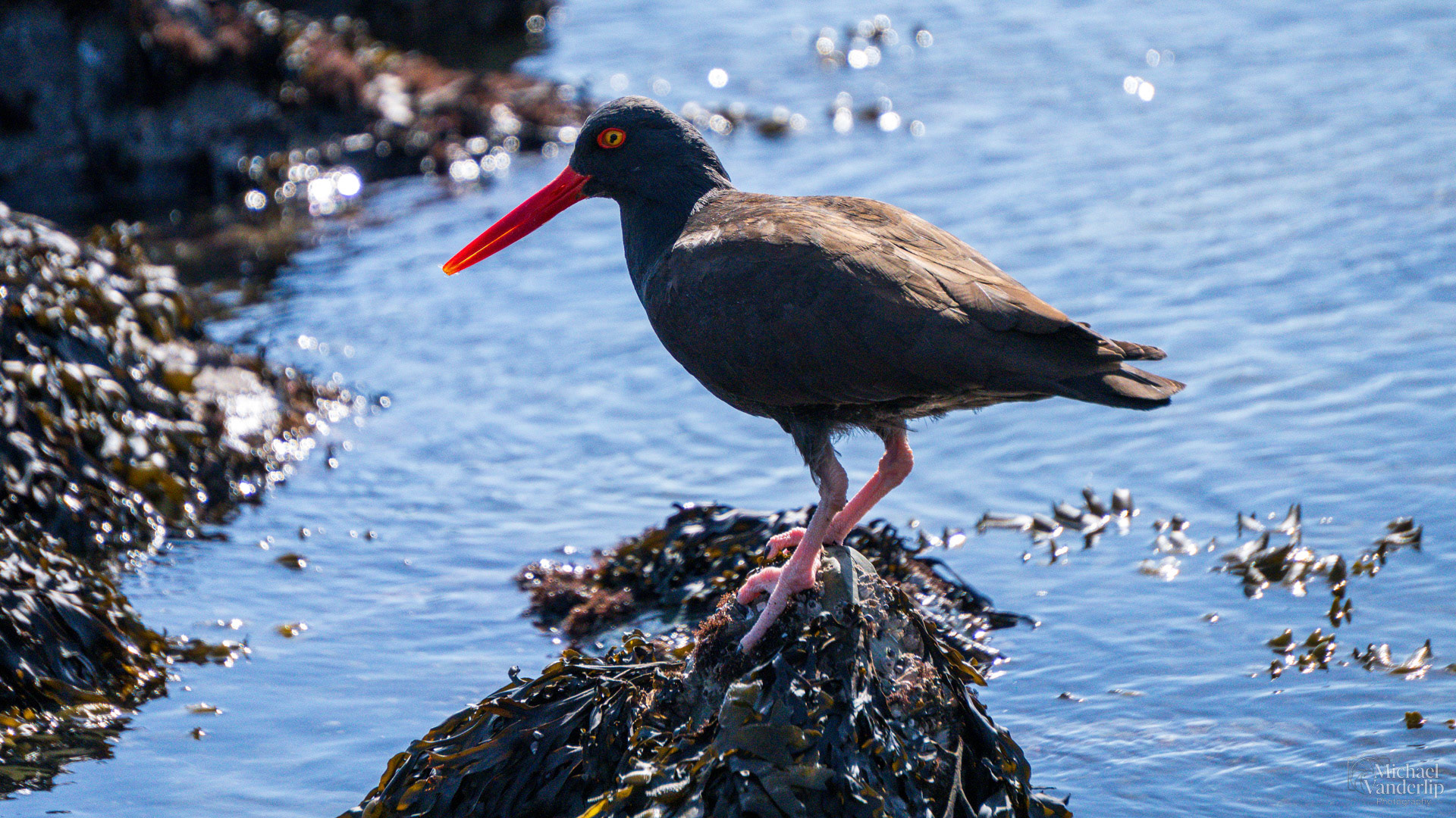 Black Oystercatcher on Harris Beach, Brookings, Oregon.