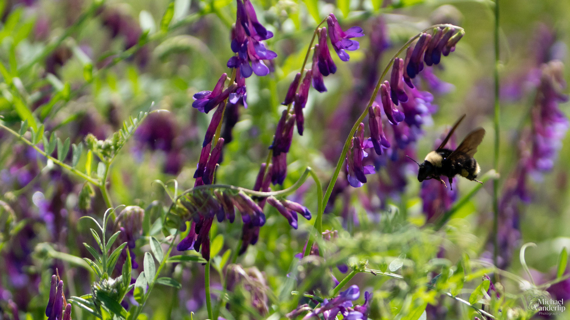 Yellow Faced Bumble Bee and Vetch Flowers on Lower Table Rock, Central Point, Oregon.