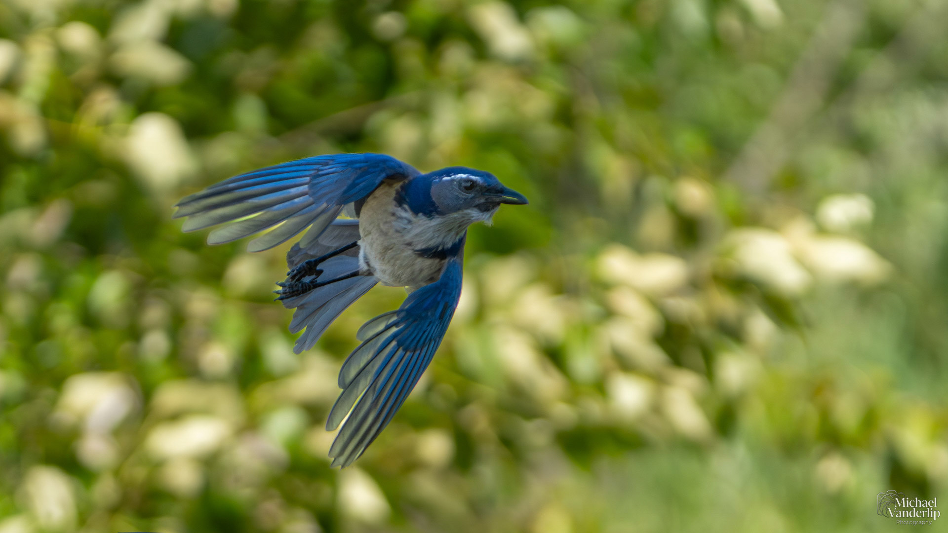 California Scrub Jay along the Bear Creek Greenway near Talent, Oregon.