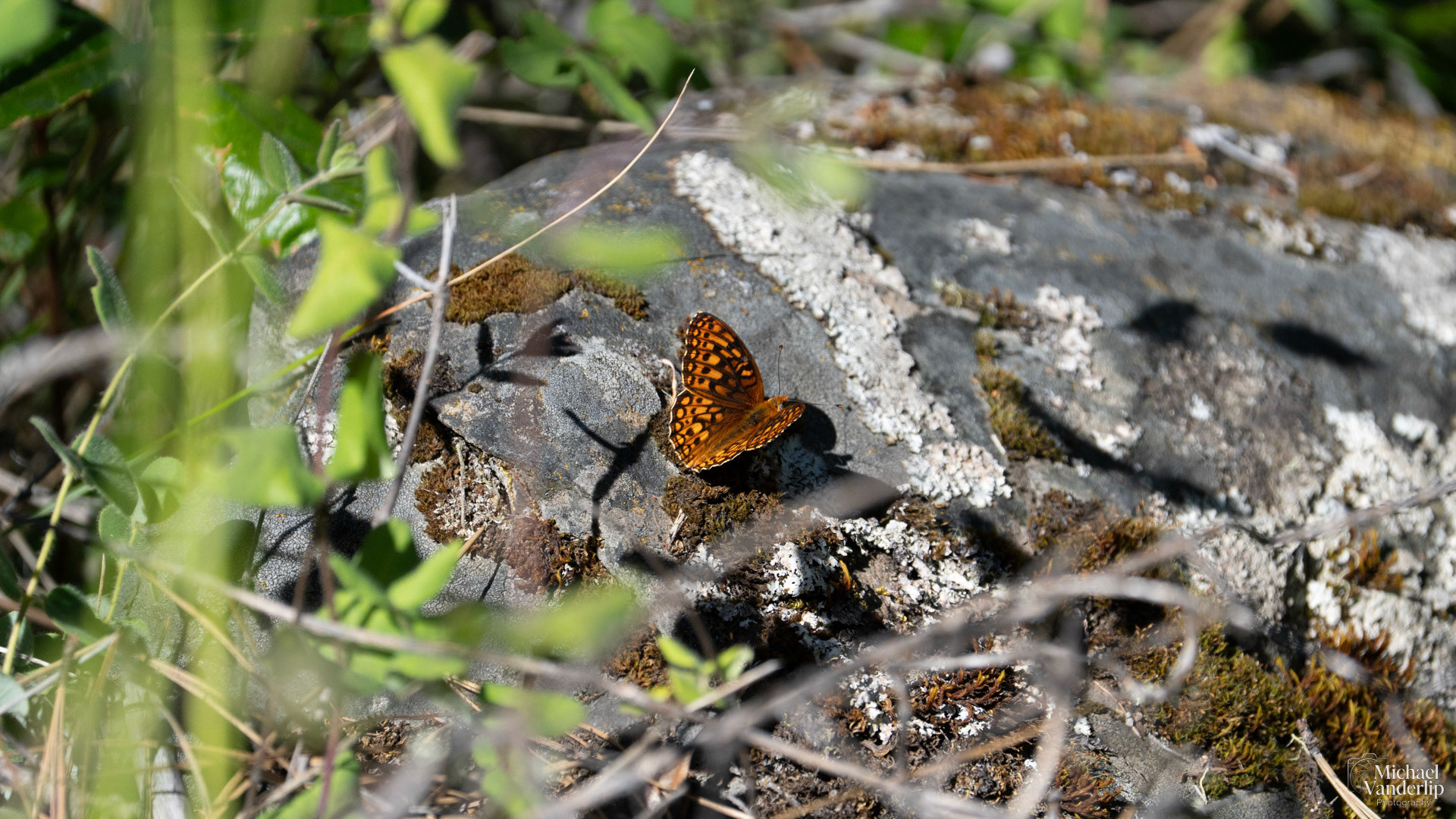 Hydaspe Fritillary along the Roxy Ann Trail, Medford, Oregon.