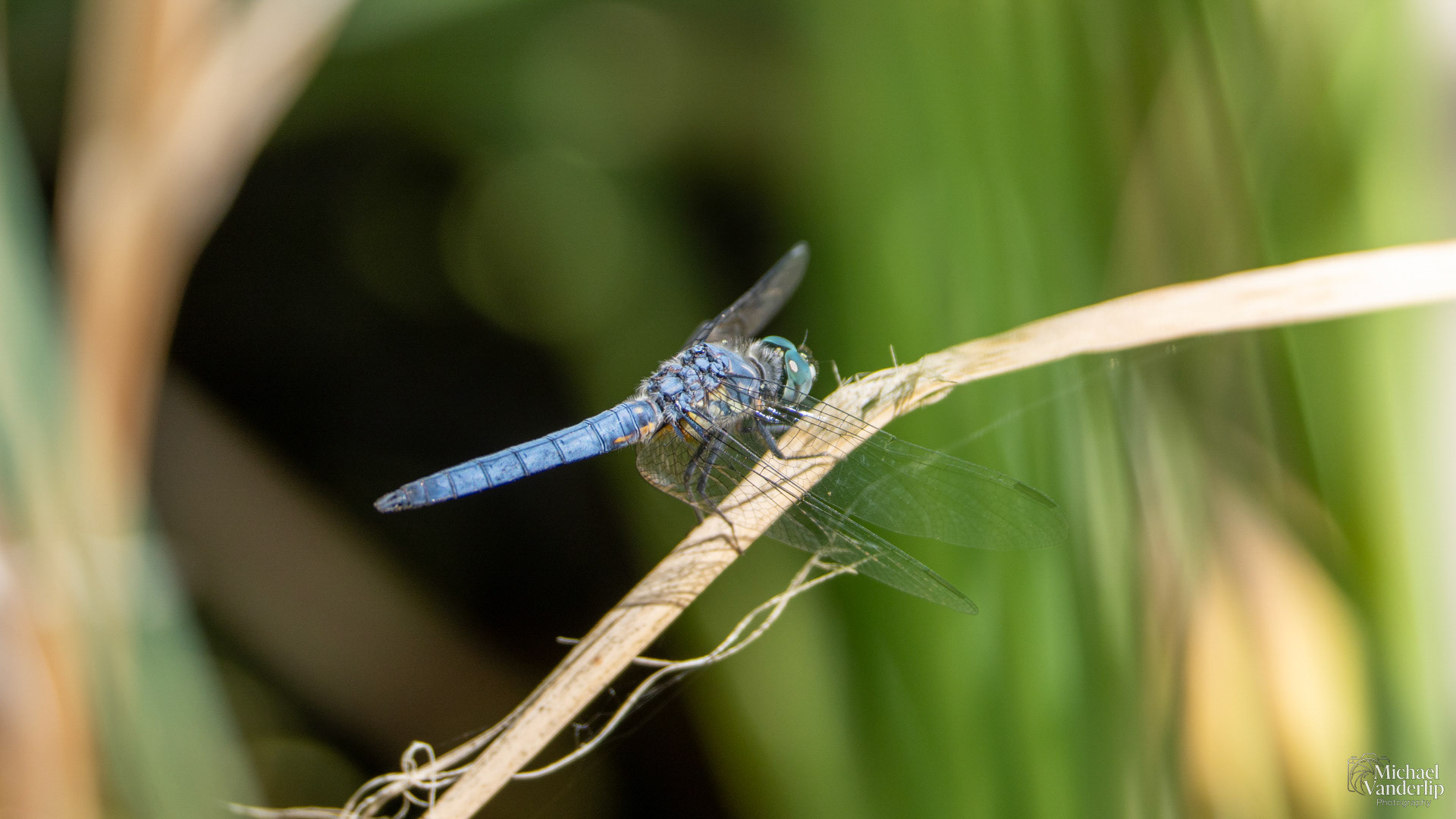 Blue Dasher Dragonfly along the Bear Creek Greenway near Talent, Oregon.
