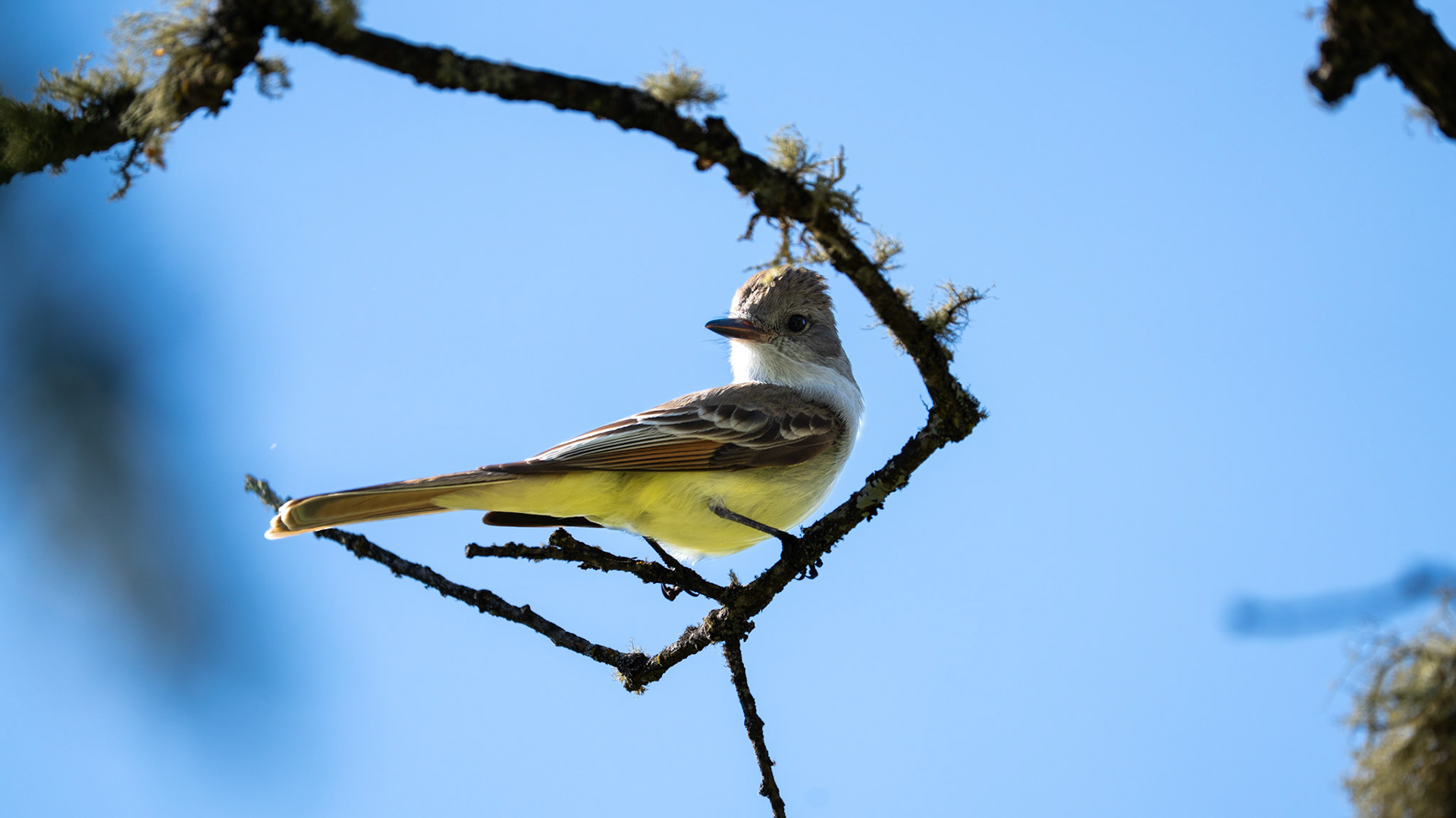 Ash Throated Flycatcher on Lower Table Rock, Central Point, Oregon.