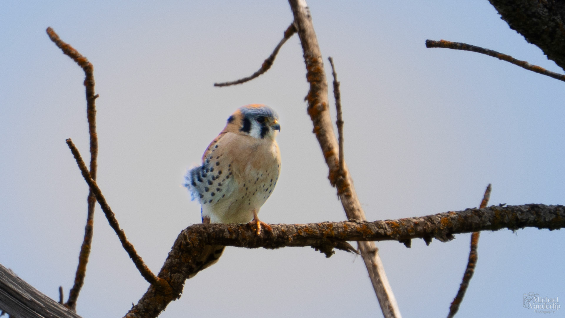 American Kestrel along the Bear Creek Greenway near Talent, Oregon.