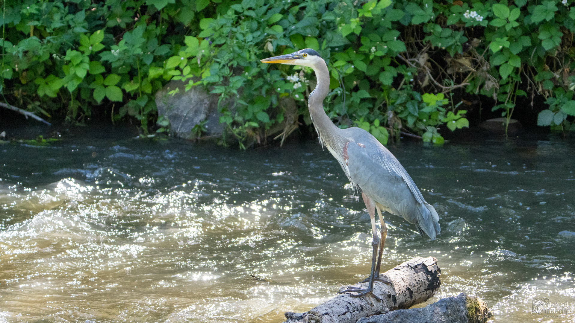 Great Blue Heron along the Bear Creek Greenway in Medford, Oregon.