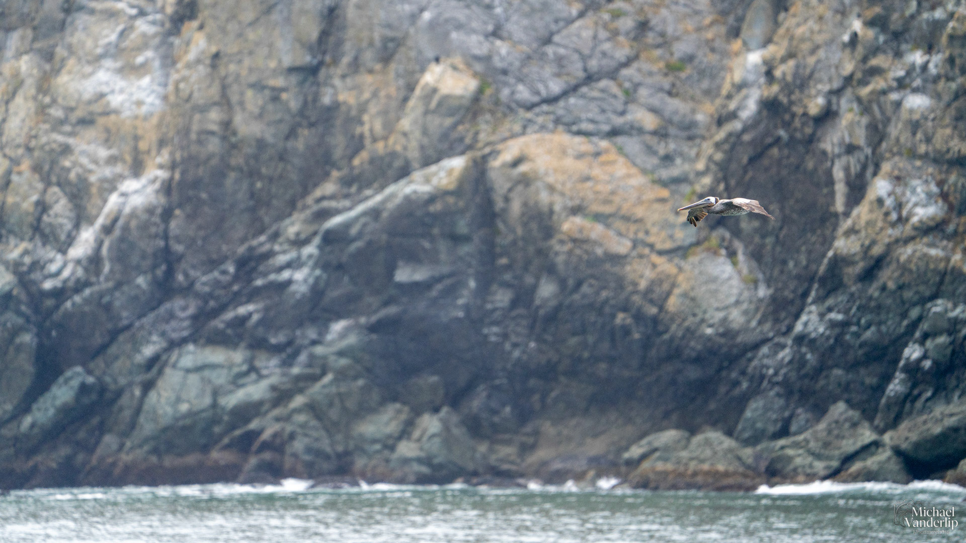 Brown Pelican on the coast at Harris Beach, Brookings, Oregon.