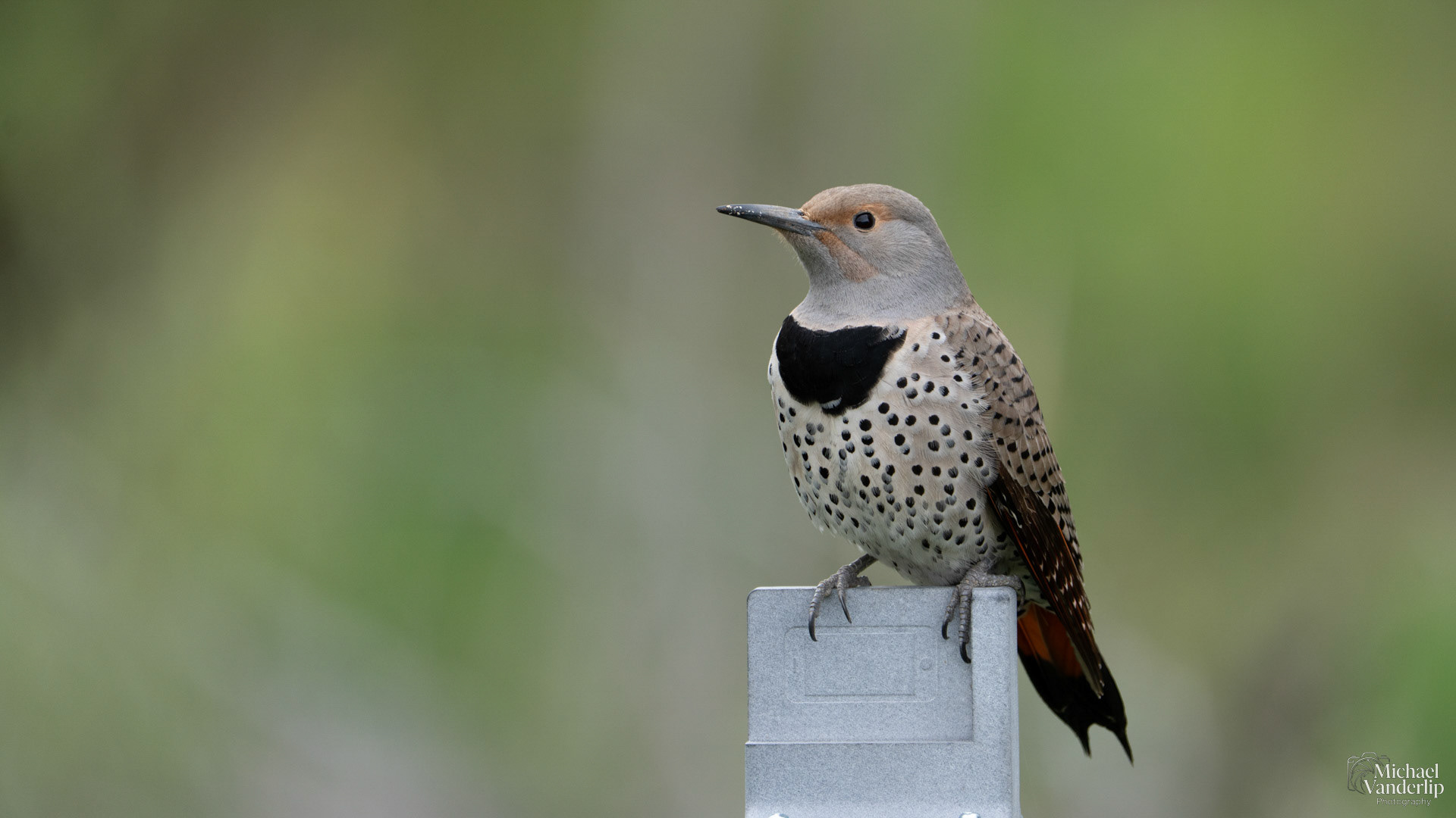 Northern Flicker along the Bear Creek Greenway near Talent, Oregon.