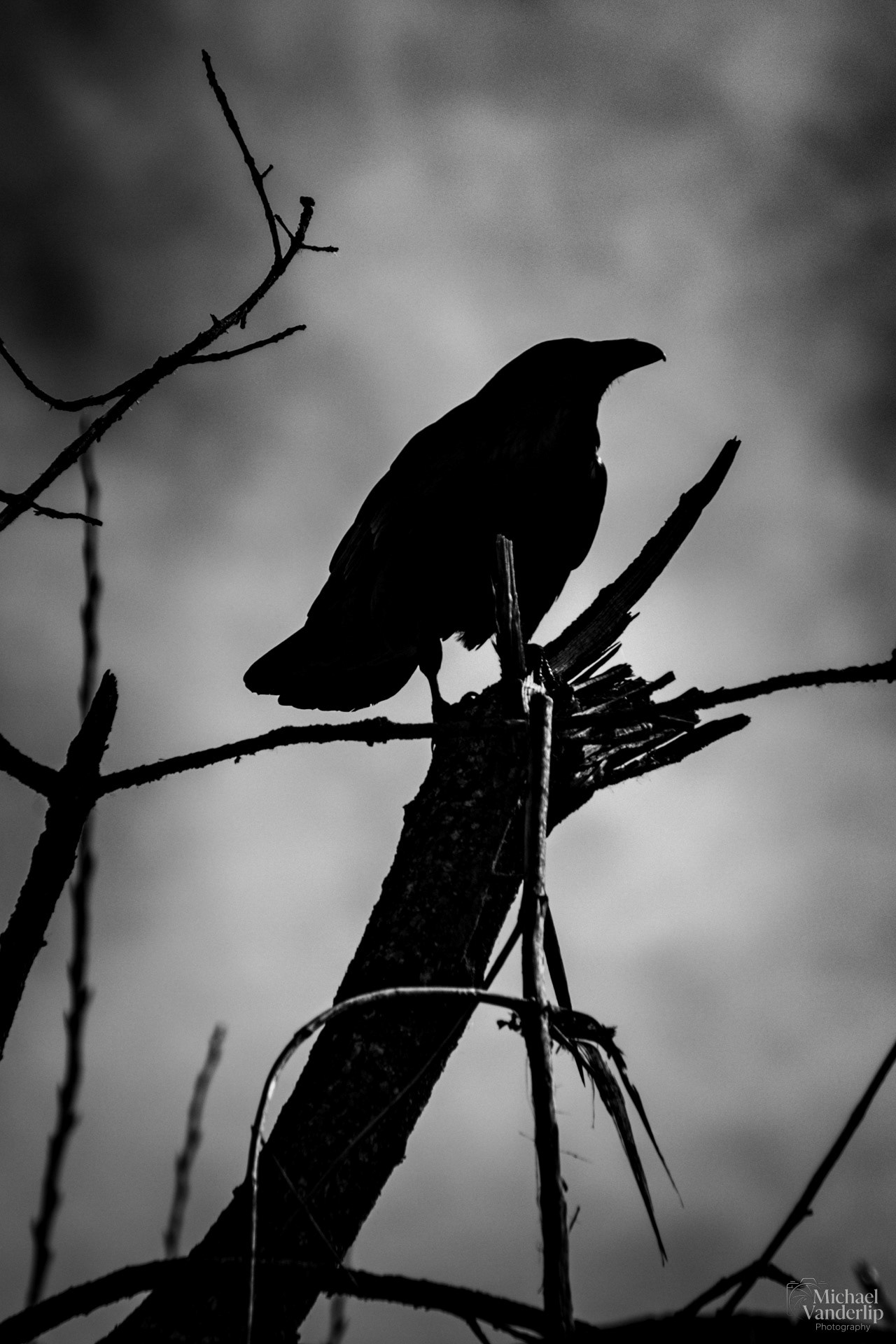 Raven along the Bear Creek Greenway near Talent, Oregon.