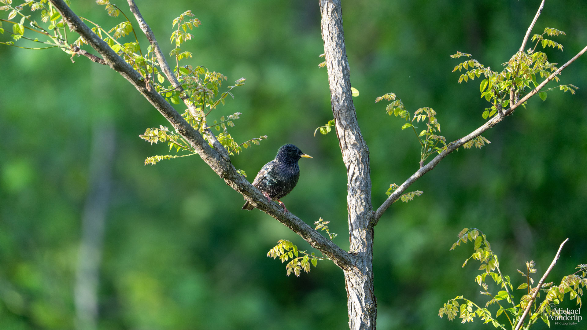 Starling along the Bear Creek Greenway near Talent, Oregon.