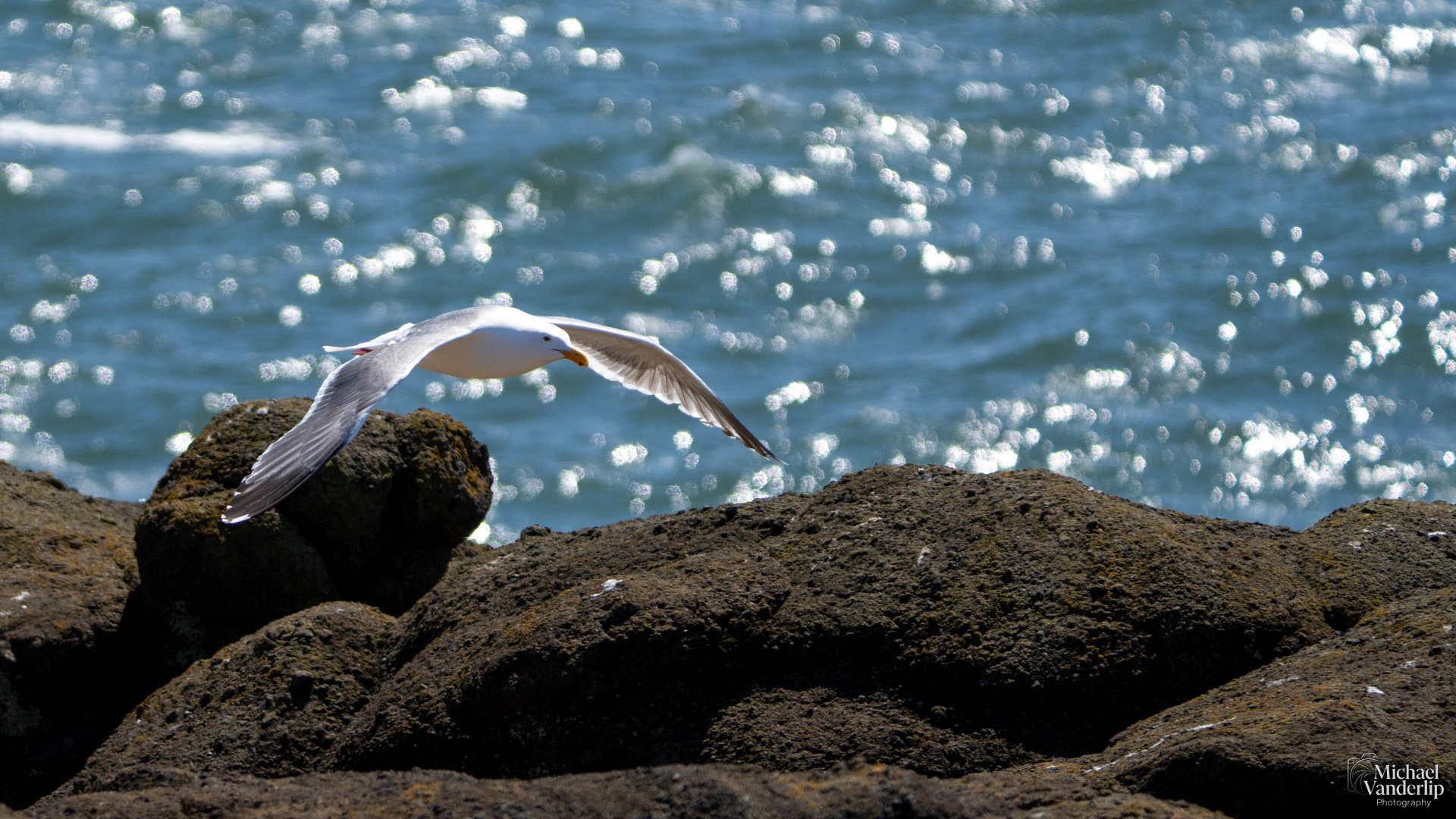 American Herring Gull on the coast, Depoe Bay, Oregon.