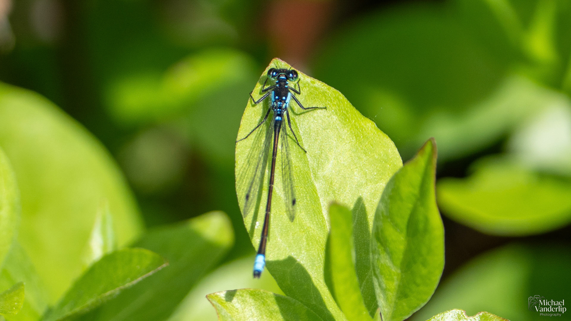Pacific Forktail Damselfly along the Bear Creek Greenway near Talent, Oregon.