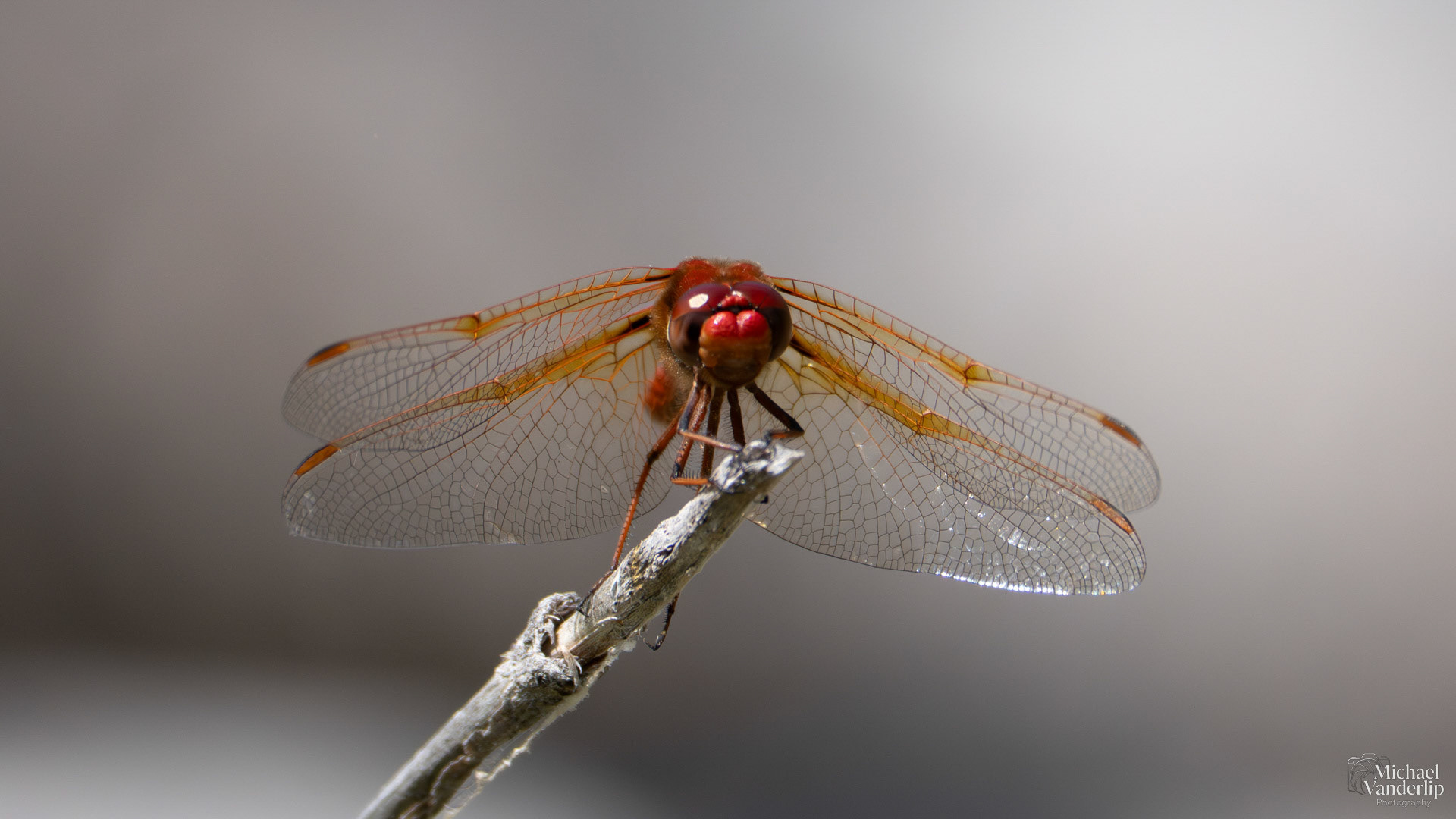Scarlet Dragonfly along the Bear Creek Greenway near Talent, Oregon.