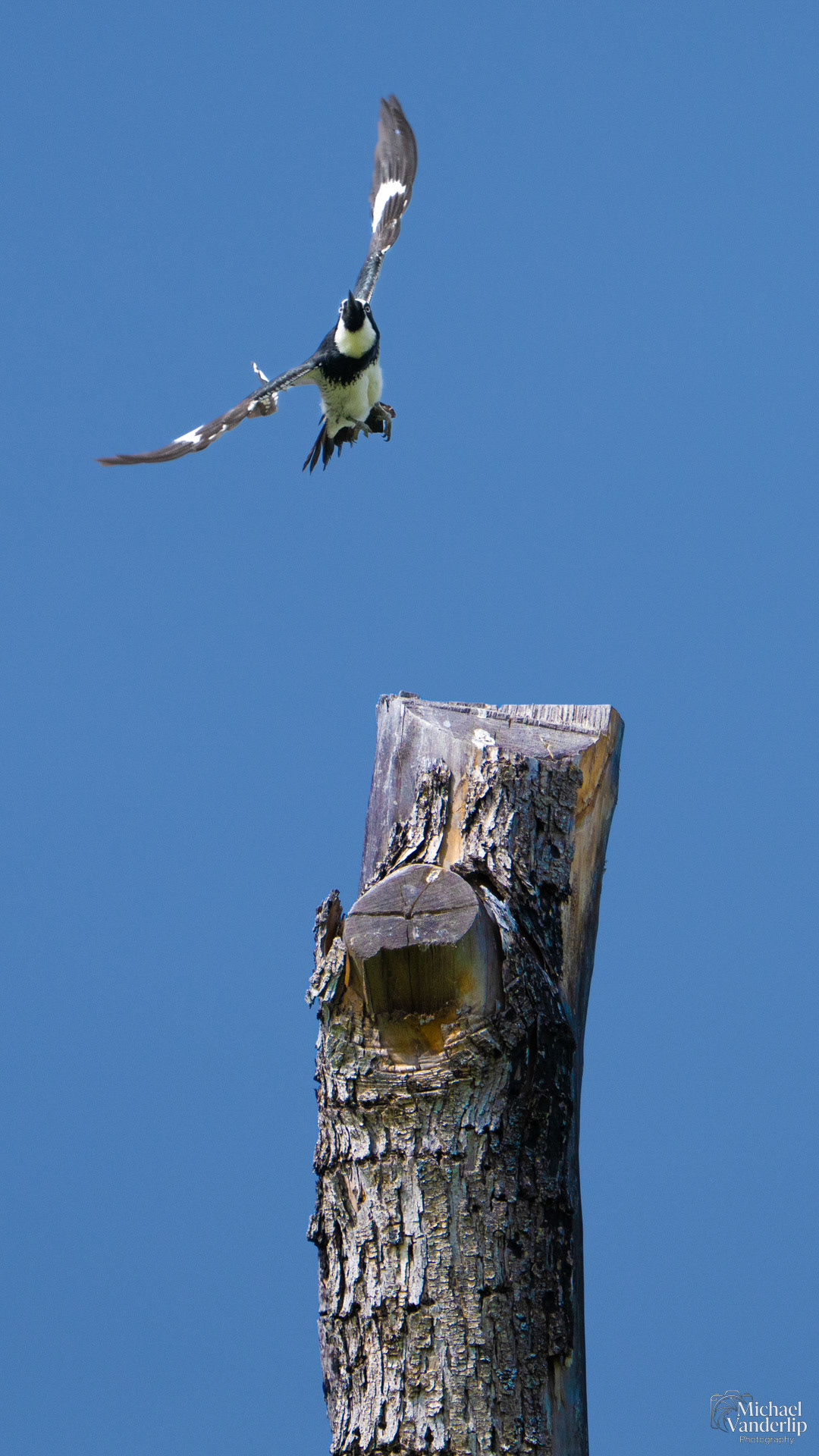 Acorn Woodpecker along the Bear Creek Greenway near Talent, Oregon.