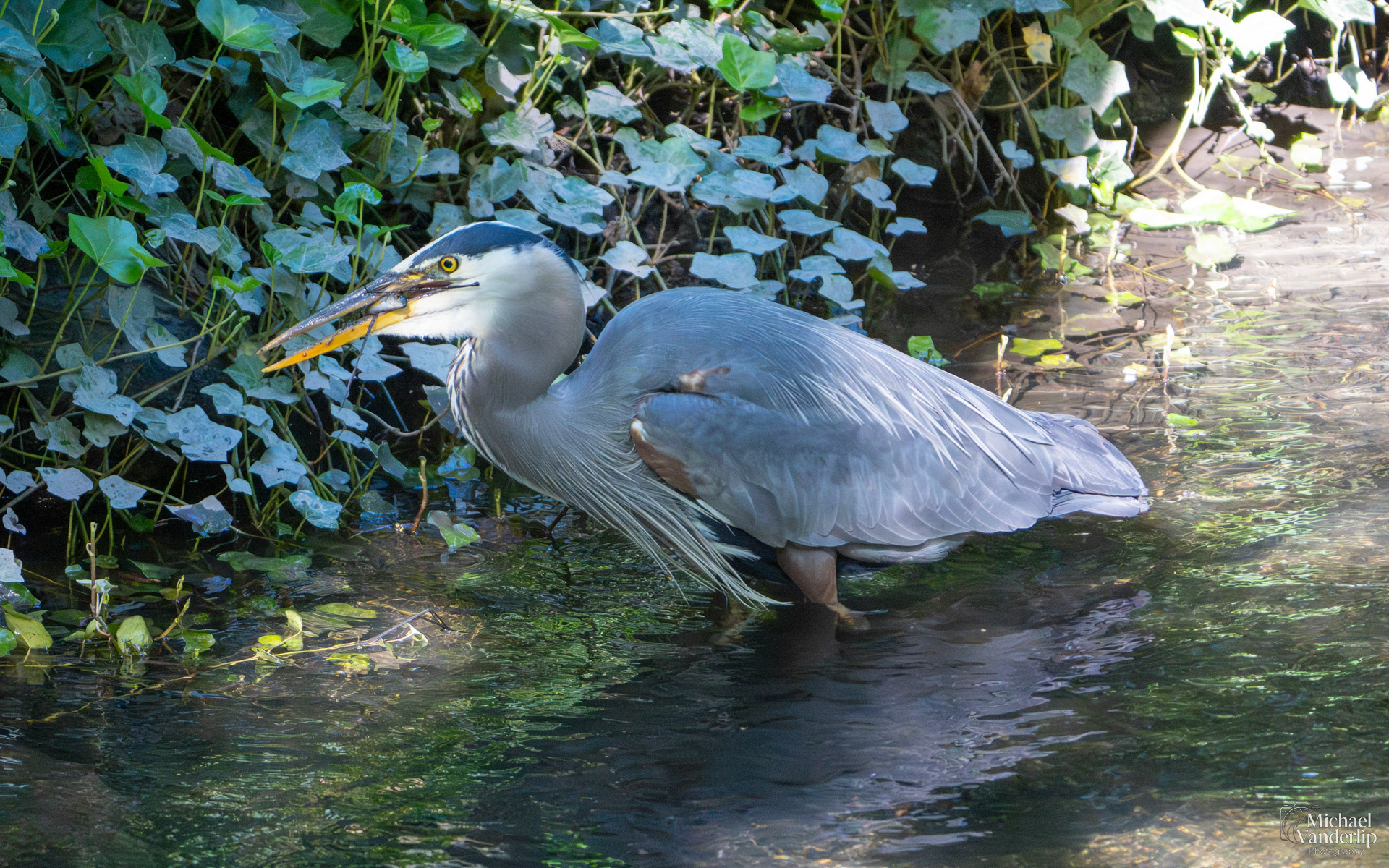 Great Blue Heron in Lithia Park, Ashland, Oregon.