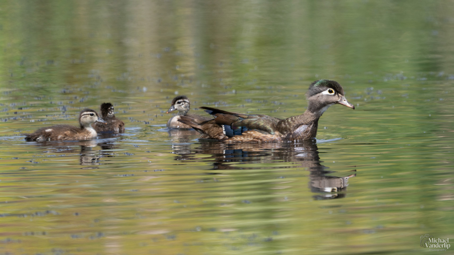Wood Ducks along the Bear Creek Greenway near Talent, Oregon.