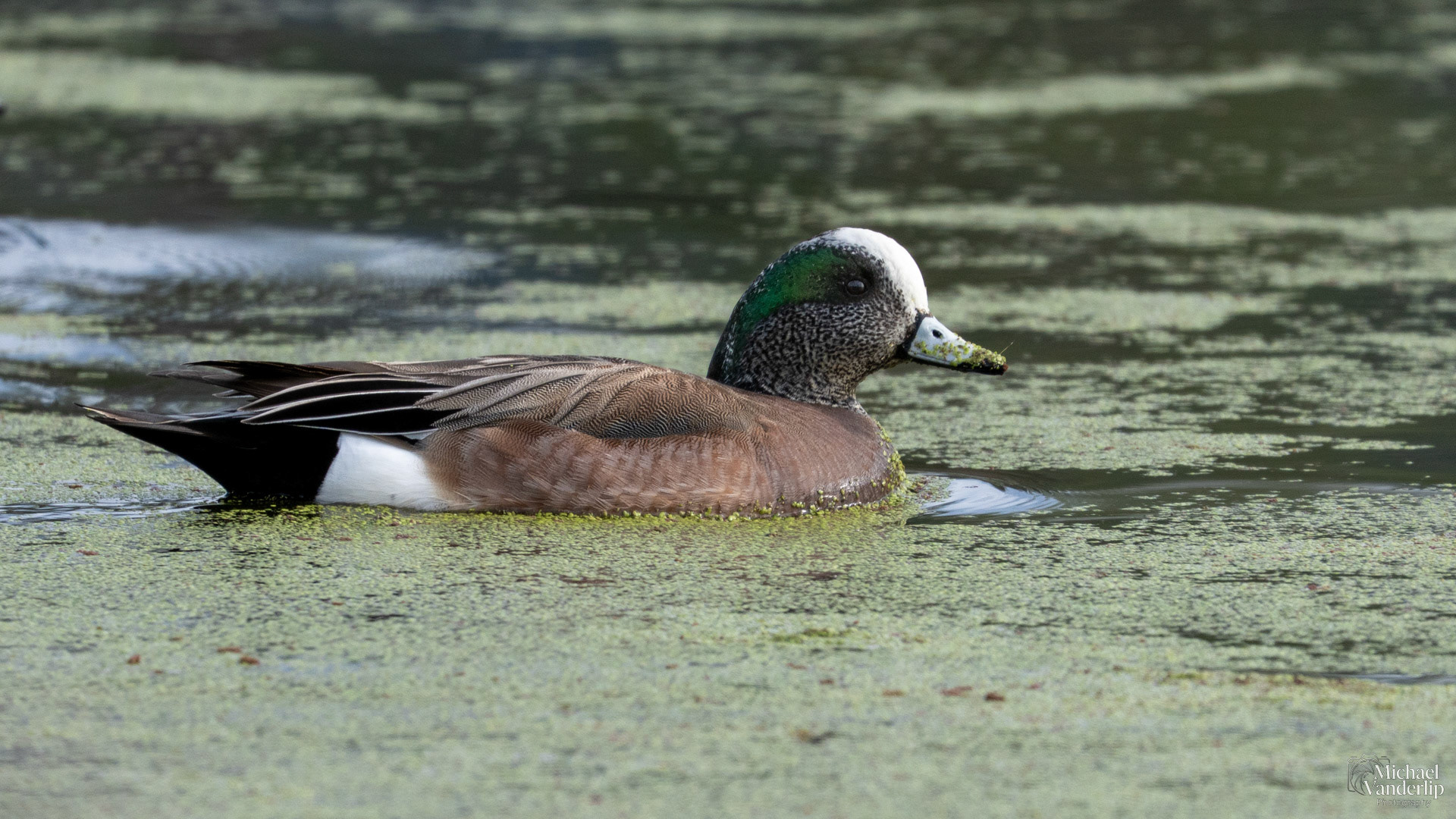 American Wigeon along the Bear Creek Greenway near Talent, Oregon.
