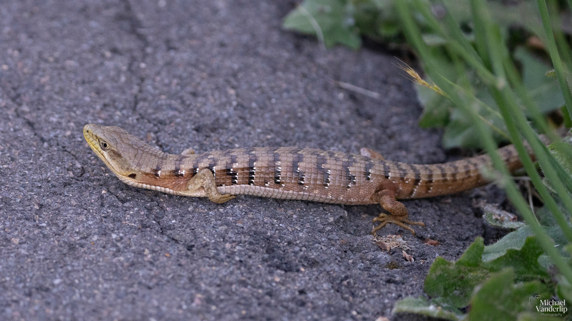 Southern Aligator Lizard along the Bear Creek Greenway near Ashland, Oregon.