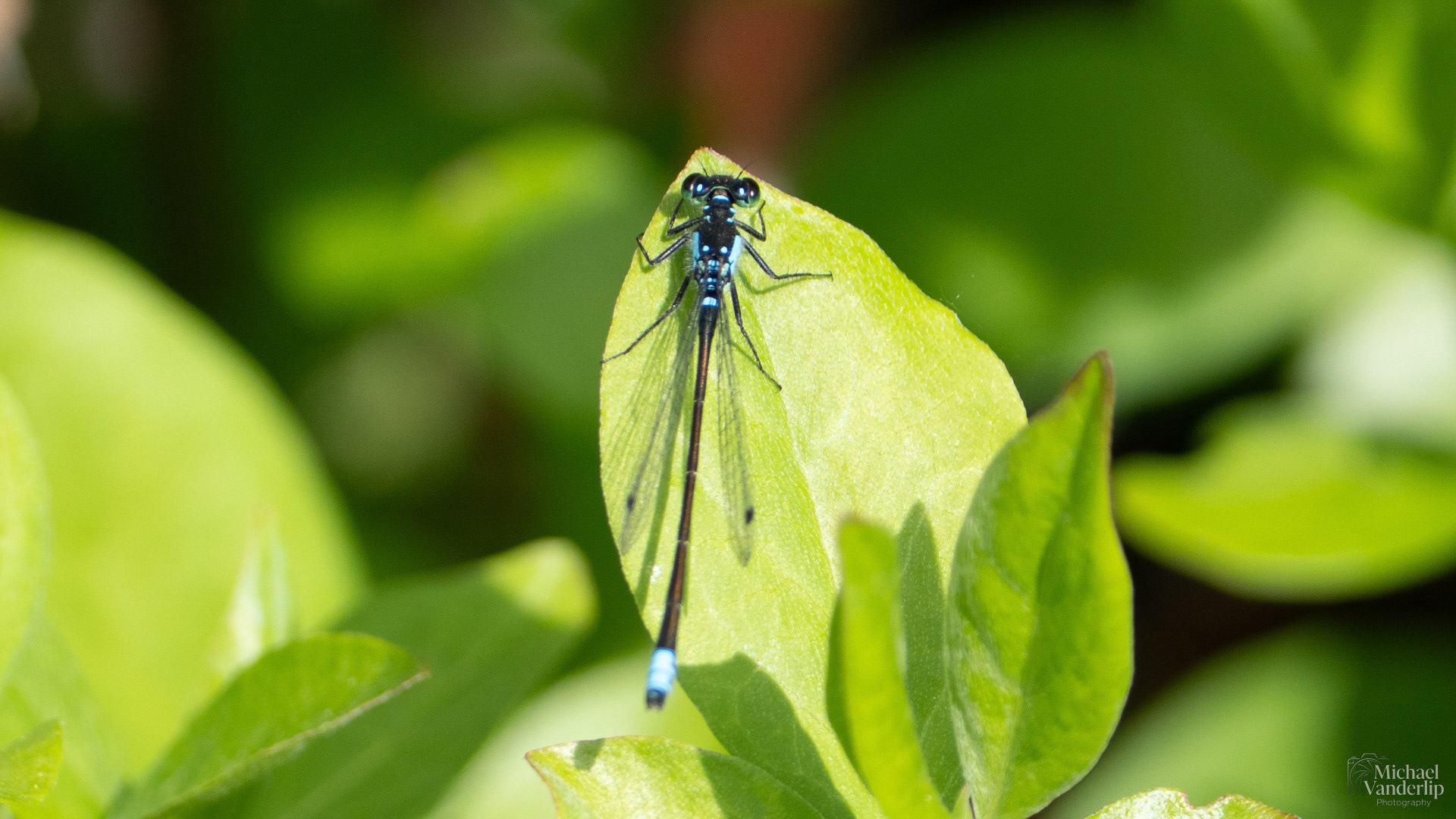 Pacific Forktail Damselfly along the Bear Creek Greenway near Talent, Oregon.