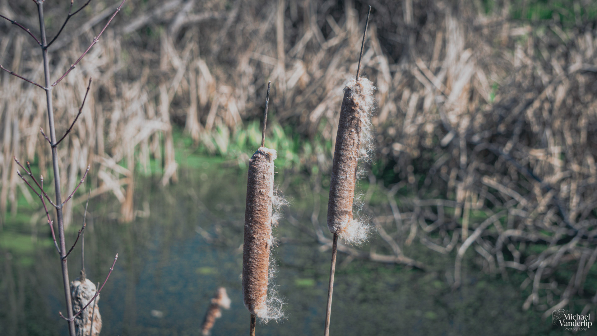 Cattail along the Bear Creek Greenway near Talent, Oregon.