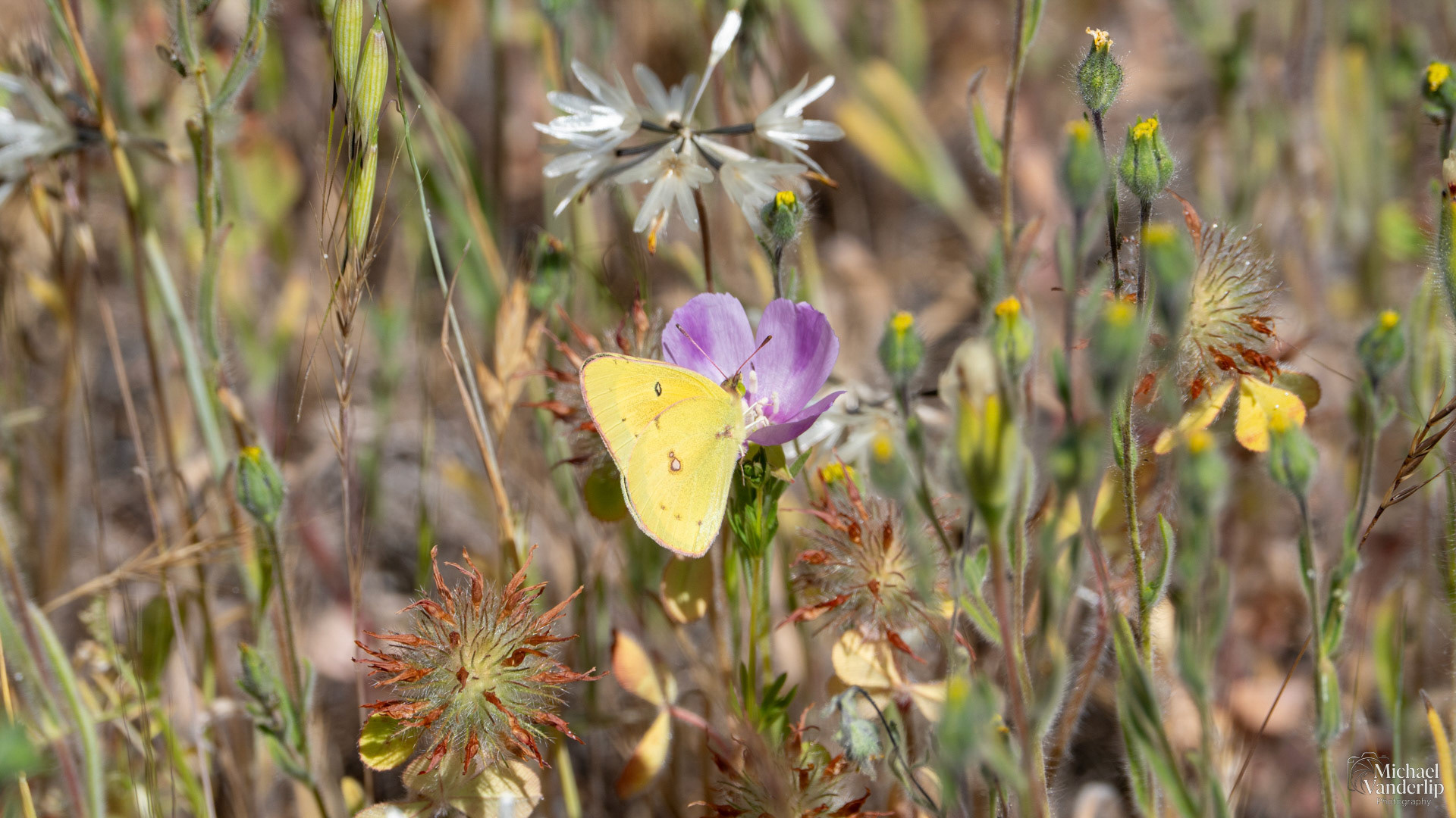 Clouded Sulphur Butterfly along the Roxy Ann Trail, Medford, Oregon.