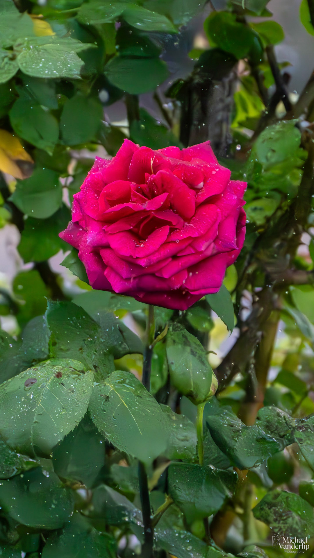 Rose in the rain, Talent, Oregon.