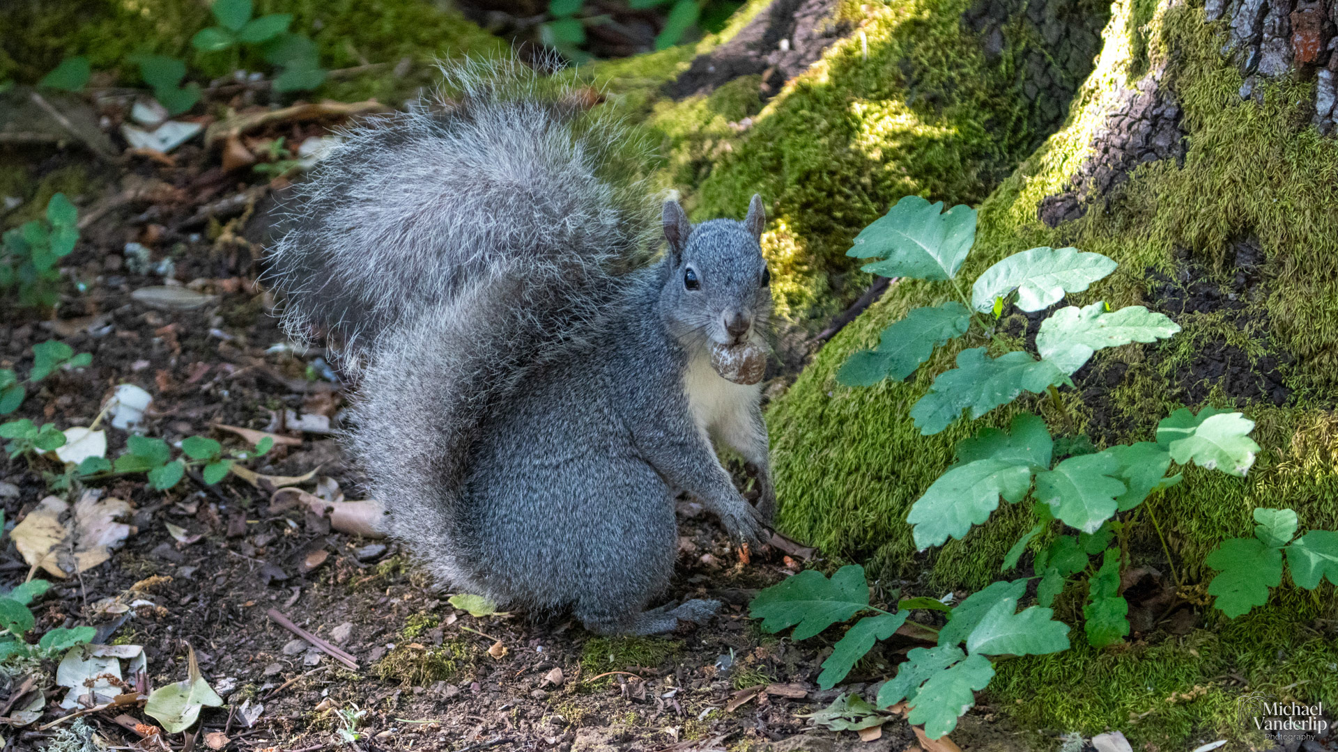 Western Gray Squirrel on the Lower Table Rock Trail, Central Point, Oregon.