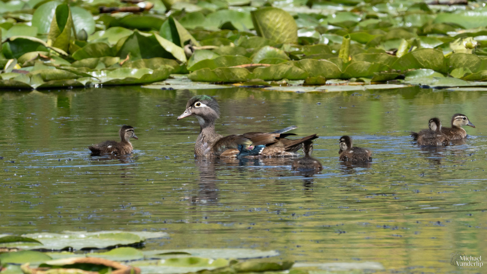 Wood Ducks along the Bear Creek Greenway near Talent, Oregon.