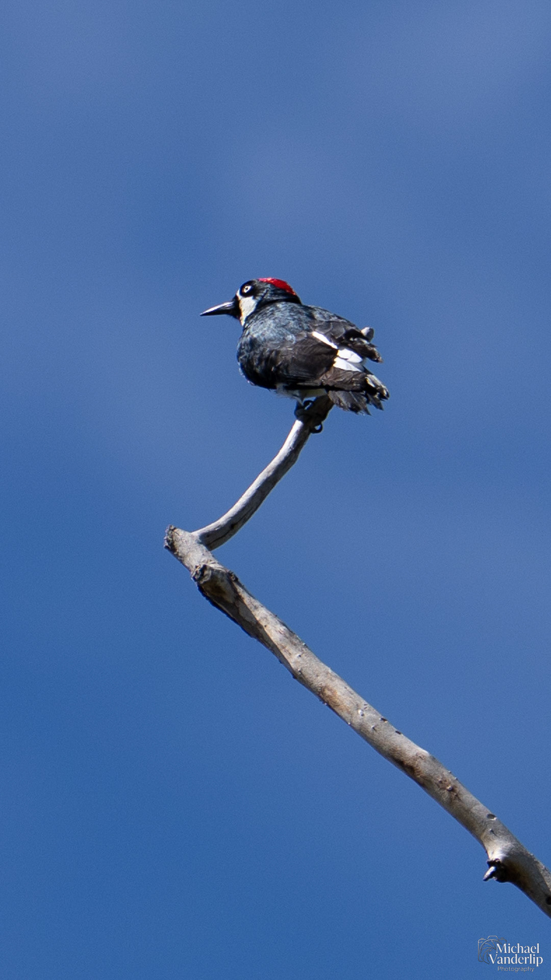 Acorn Woodpecker along the Bear Creek Greenway near Talent, Oregon.