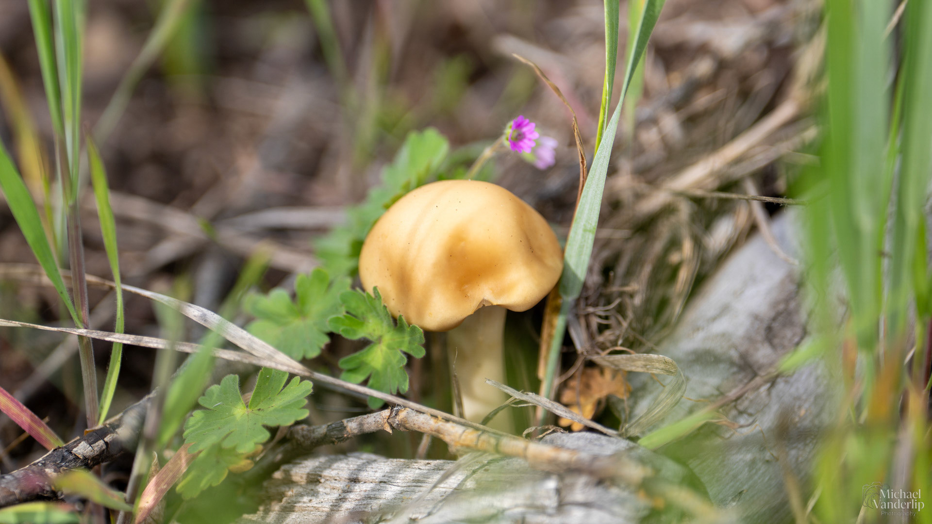 Spring Fieldcap Mushroom along the Bear Creek Greenway near Talent, Oregon.