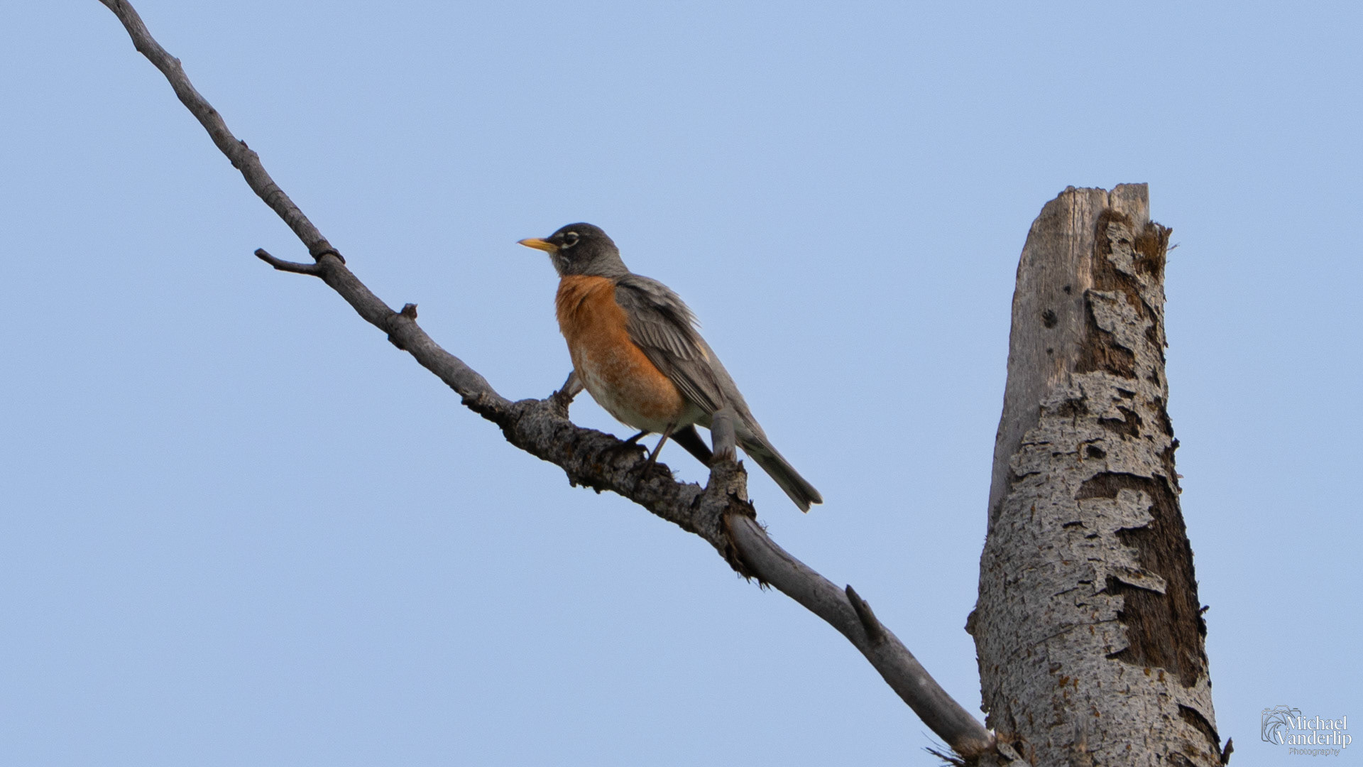 American Robin along the Bear Creek Greenway near Talent, Oregon.